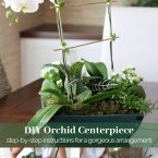 orchid and house plant DIY arrangement in a wooden box