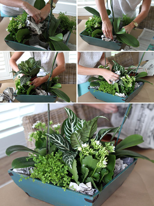 woman stuffing balled up newspaper in between orchid and house plants