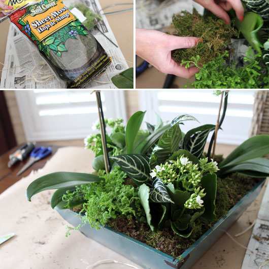 using sheet moss to decorate orchid centerpiece 