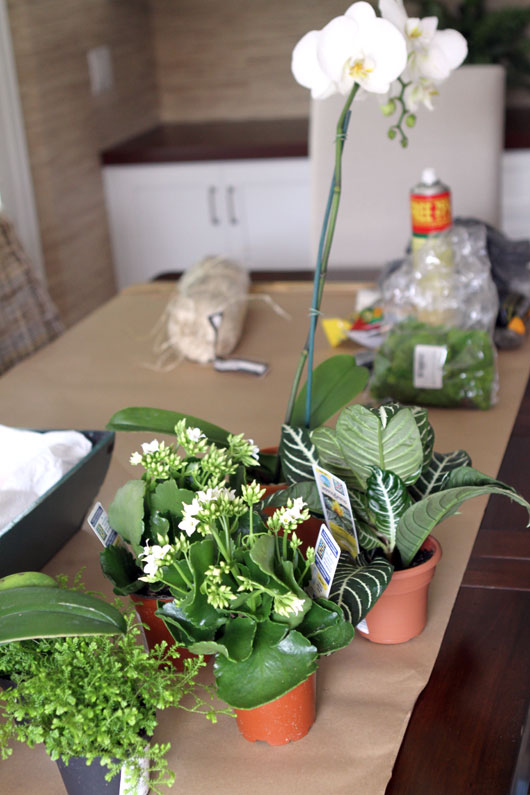 small house plants and 2 potted orchids on brown kraft paper