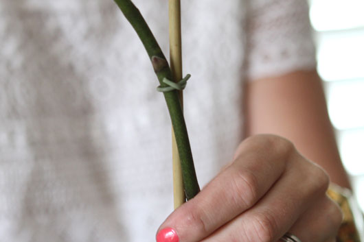 woman tying orchid plant to a piece of florist bamboo