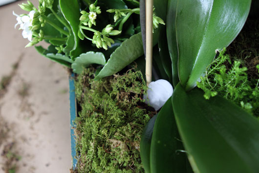 ice cube at the base of a potted orchid plant