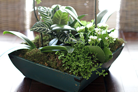 orchid arrangement with succulents, ferns and moss 