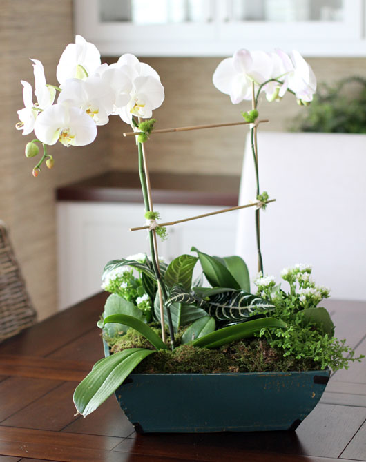 2 orchid plants and small house plants in a blue container on a wood table