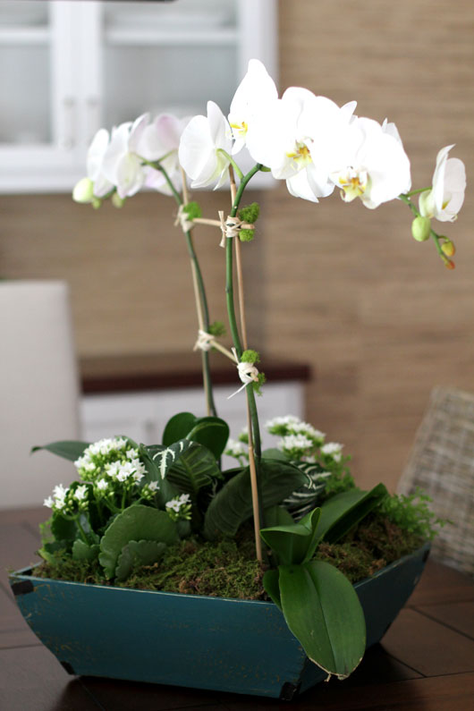 tall white Phalaenopsis orchid in a blue pot