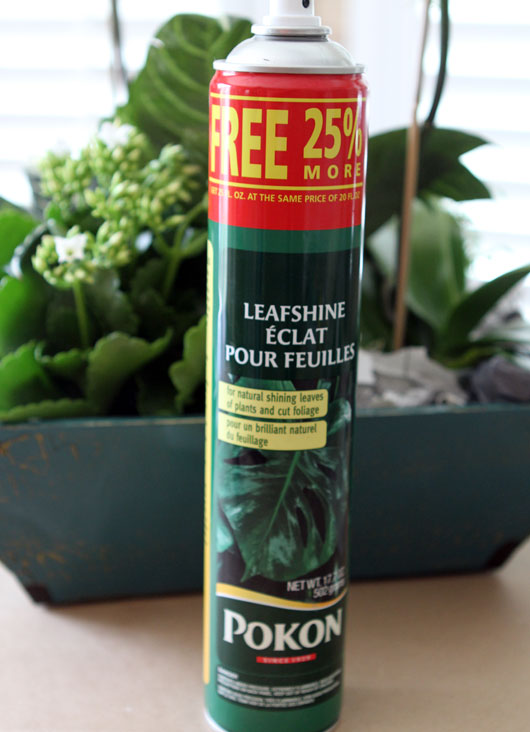 can of leaf shine next to a potted plant