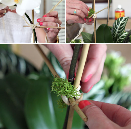 tying-reindeer-moss to bamboo