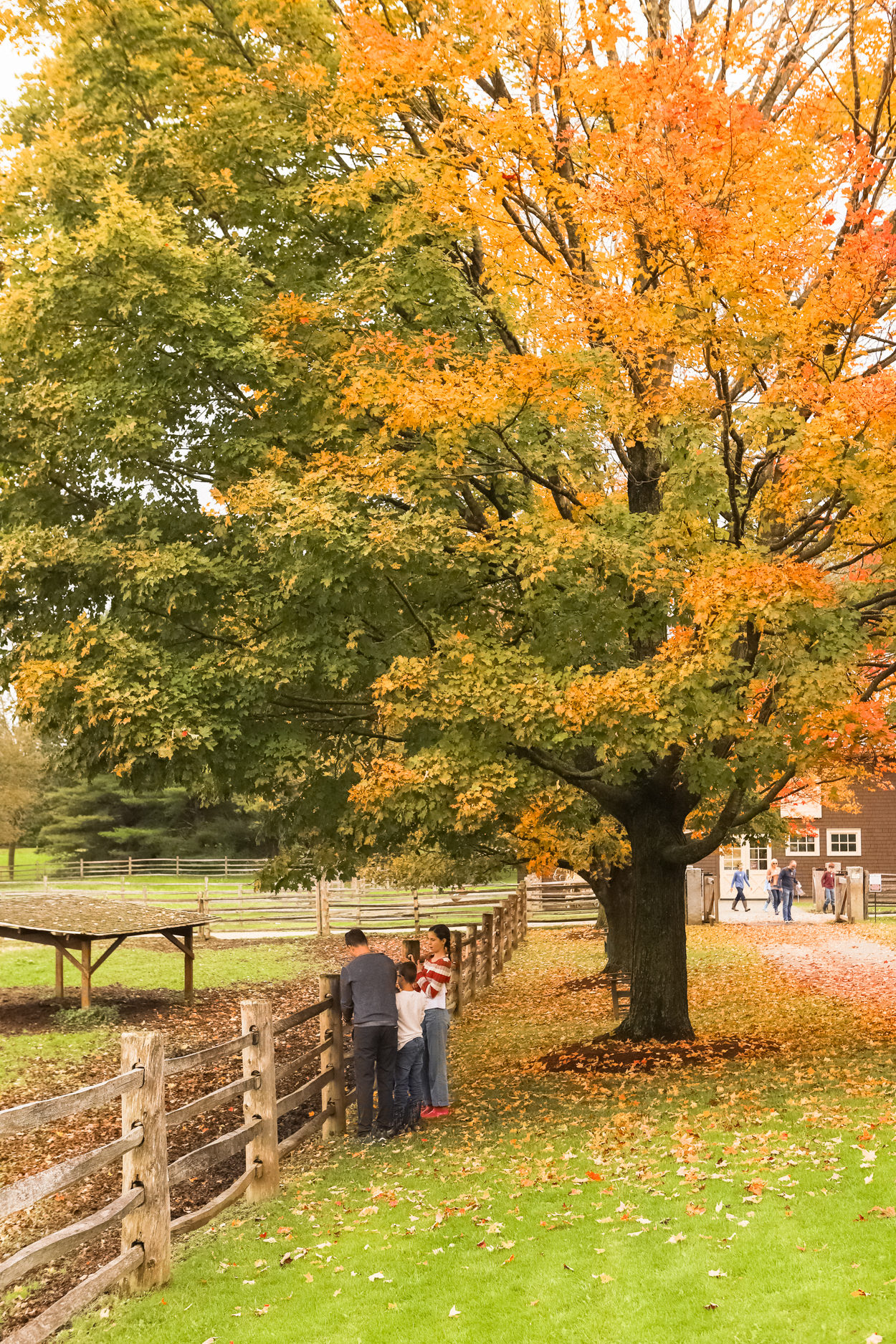 Family standing at a wooden fence in front of oak tree at a dairy farm in Vermont in the Fall 