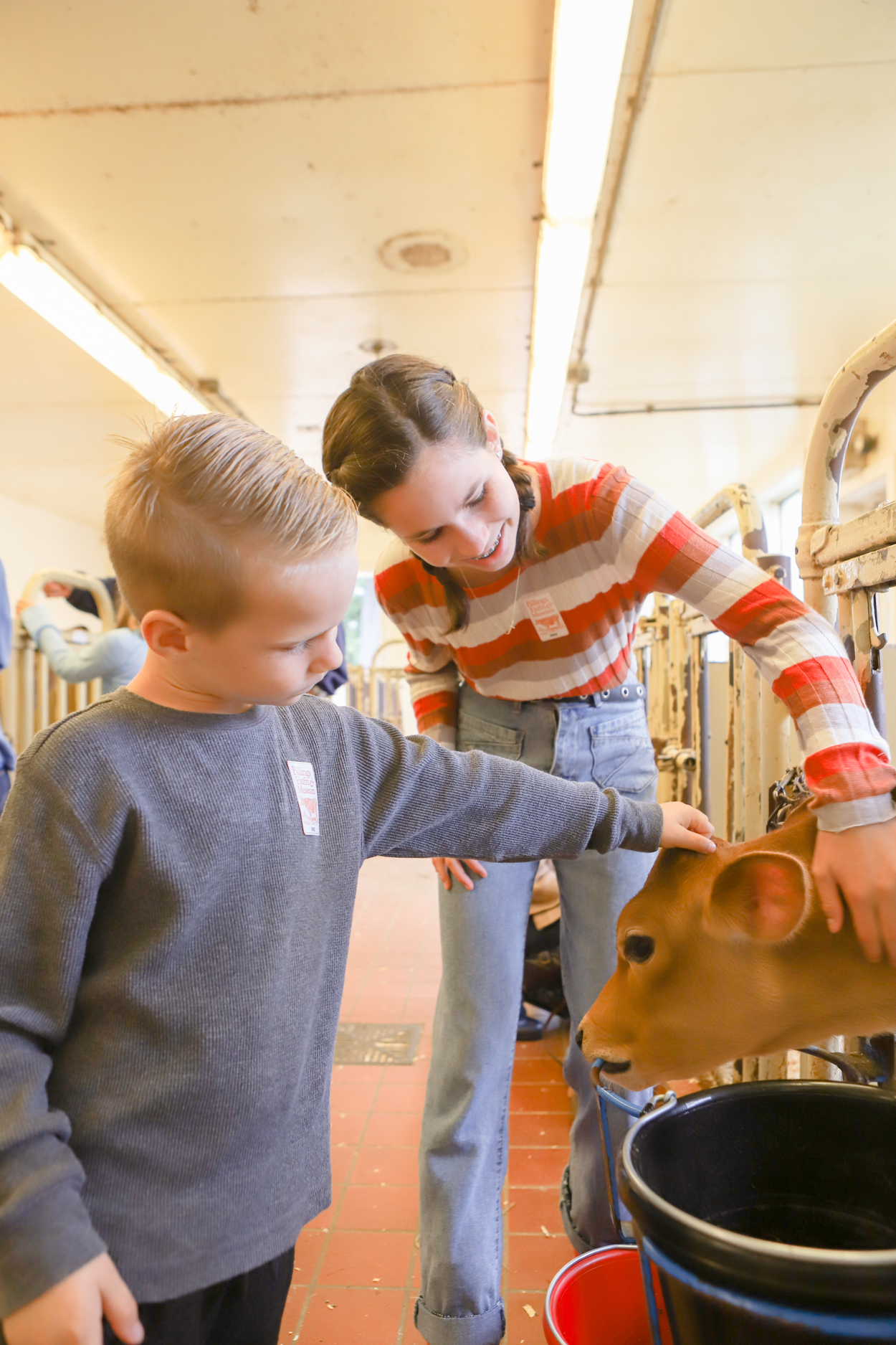 Young boy and girl petting a calf at Billings Dairy Farm in Woodstock Vermont 