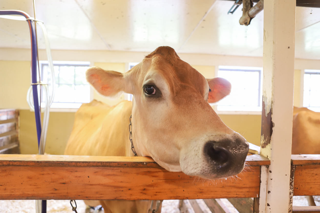 Dairy cow staring at camera at Billings Dairy Farm in Woodstock Vermont