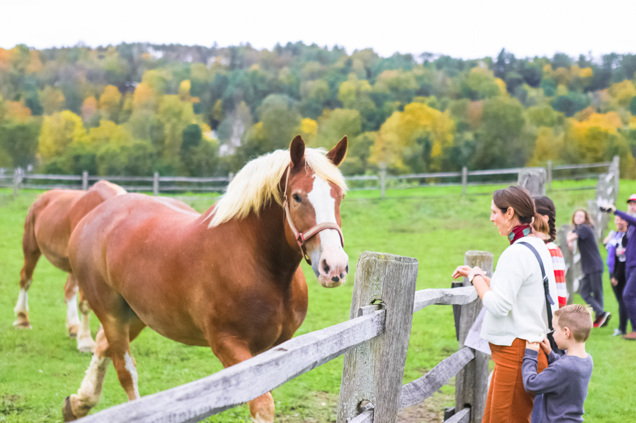 People standing at wooden fence looking at red draft horse in green pasture 