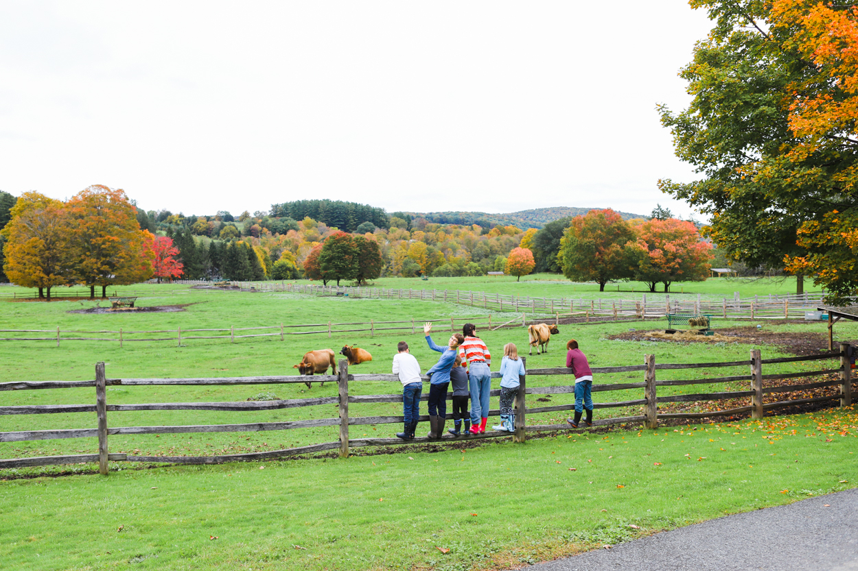 Kids standing on a wooden fence on a dairy farm in Vermont during the Fall