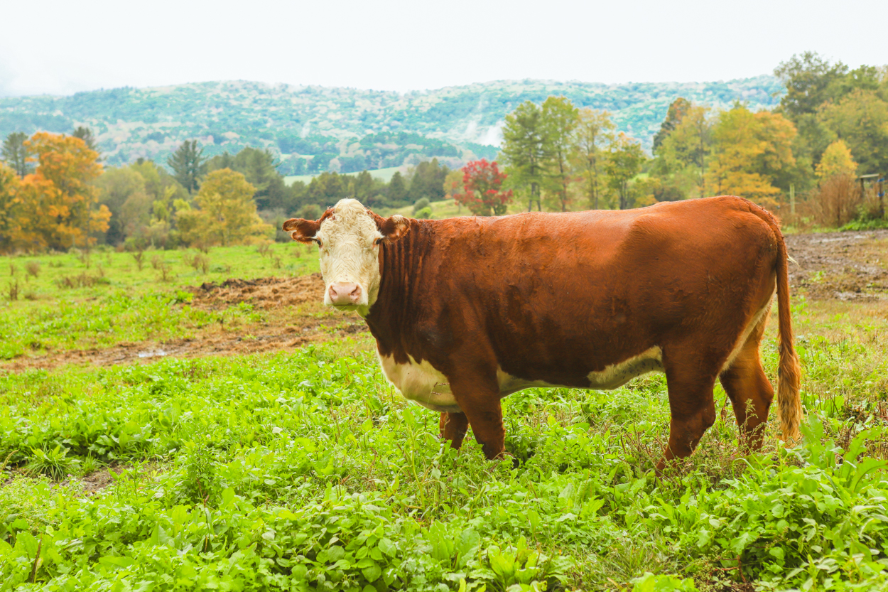 Red dairy cow standing in pasture staring at camera in Vermont 