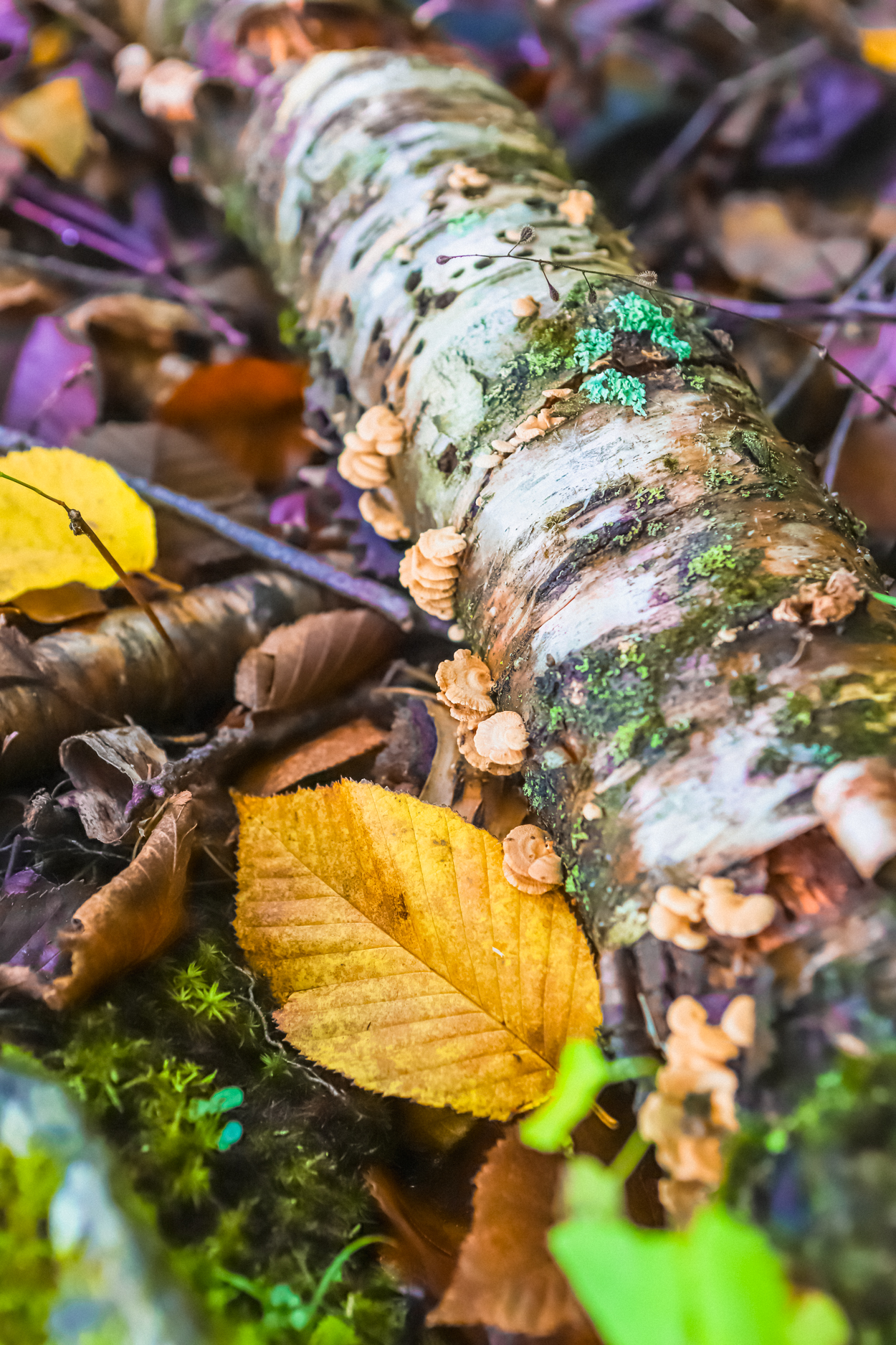 Moss and lichen covered birch branch sitting on ground surrounded by colorful leaves