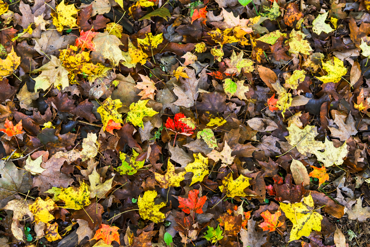 Red and yellow Fall colored leaves sitting on the ground in Vermont