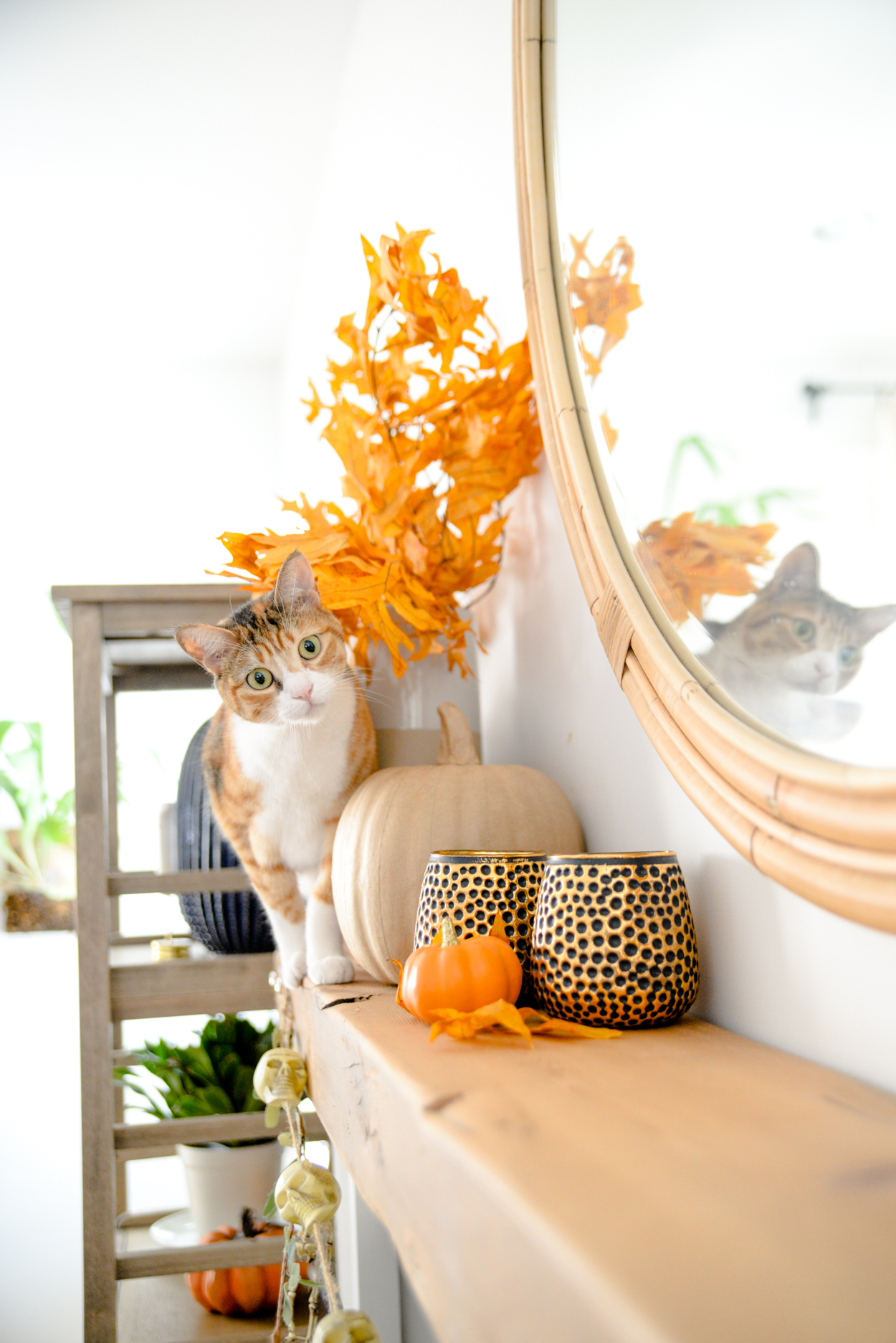 White and orange cat walking along a wood beam mantel decorated with orange leaves and pumpkins 