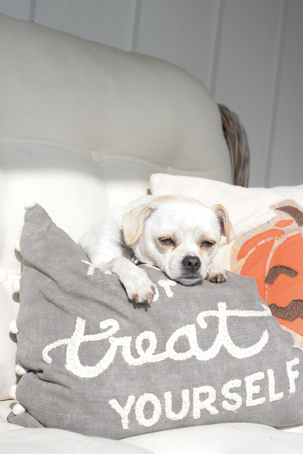White small dog sitting on a Halloween pillow on a bench outside