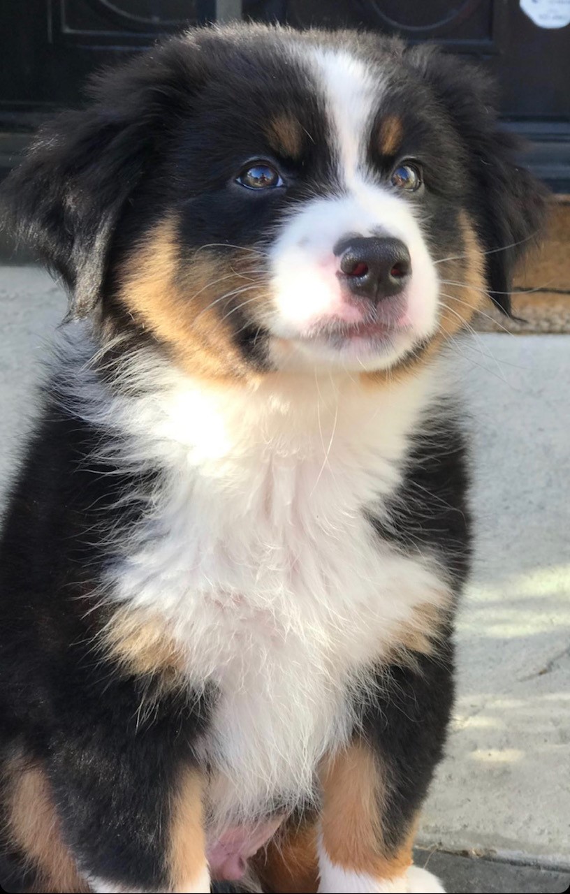 Australian Shepard puppy