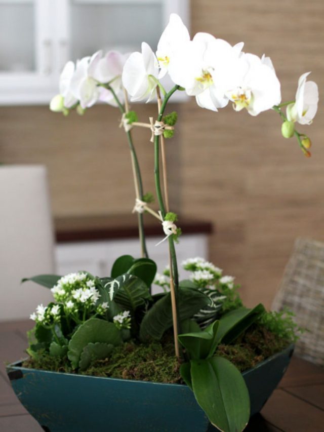 Elegant Orchid Centerpiece DIY