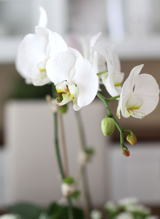 close up of white orchid